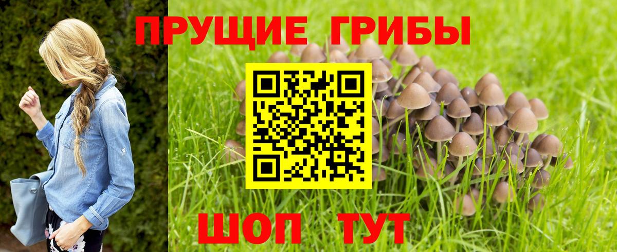 Псилоцибиновые грибы GOLDEN TEACHER Дубна